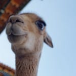 Llama in Cusco, Peru!