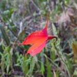 Masdevallia veitchiana orchid on the Inca Trail