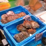 Scallops at the Tokyo Fish Market