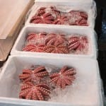 Octopus at the Tokyo Fish Market