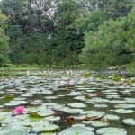 Pond lillies at the Heian garden