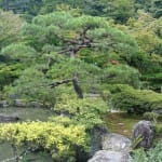 A beautiful tree at Ginkaku-ji