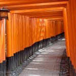 The many torii of Fushimi Inari-taisha